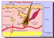 Skin-Cross Section