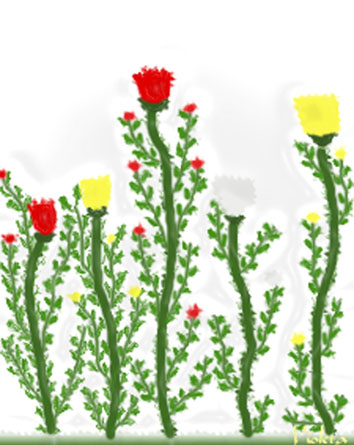Roses