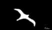 Seagull